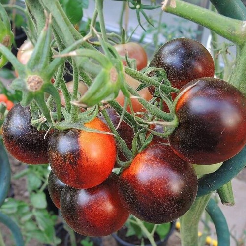 Solanum lycopersicum 'Indigo Cherry Drops' - Harilik tomat 'Indigo Cherry Drops' P9/0,55L